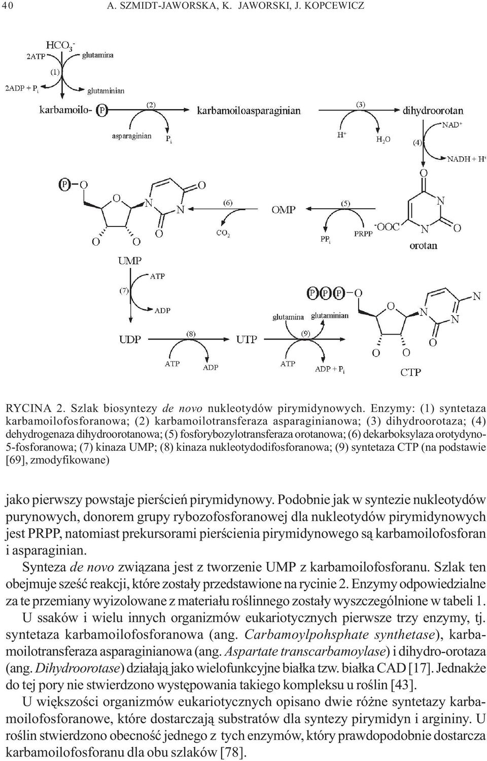 dekarboksylaza orotydyno- 5-fosforanowa; (7) kinaza UMP; (8) kinaza nukleotydodifosforanowa; (9) syntetaza CTP (na podstawie [69], zmodyfikowane) jako pierwszy powstaje pierœcieñ pirymidynowy.