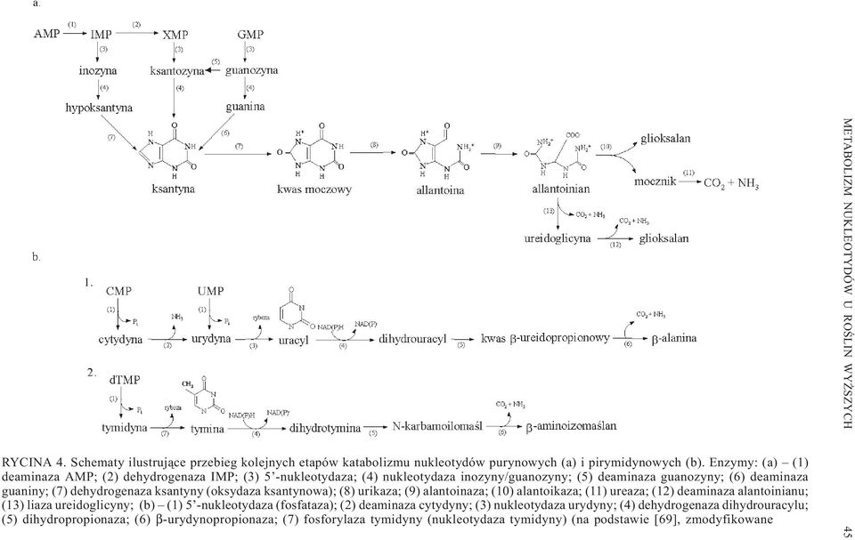 dehydrogenaza ksantyny (oksydaza ksantynowa); (8) urikaza; (9) alantoinaza; (10) alantoikaza; (11) ureaza; (12) deaminaza alantoinianu; (13) liaza ureidoglicyny; (b) (1) 5