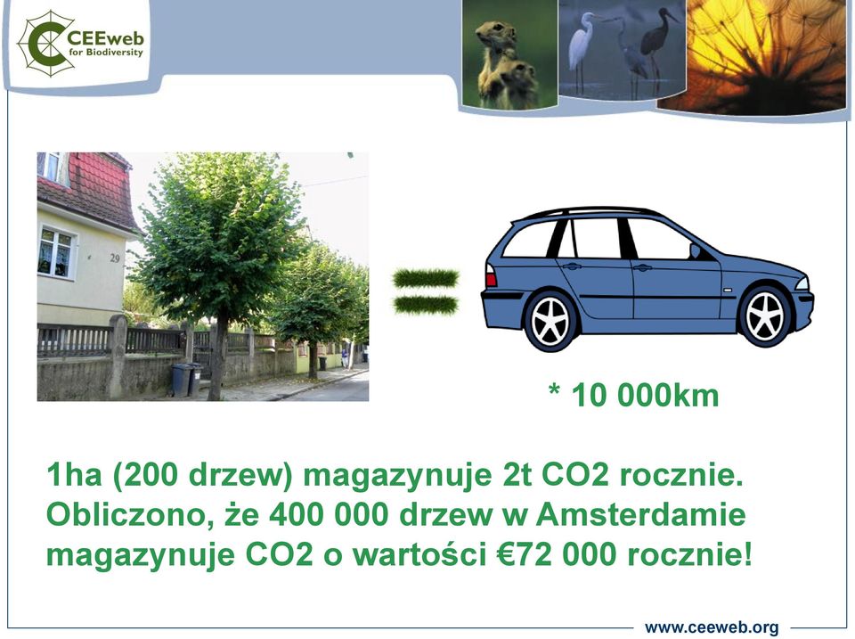 Obliczono, że 400 000 drzew w