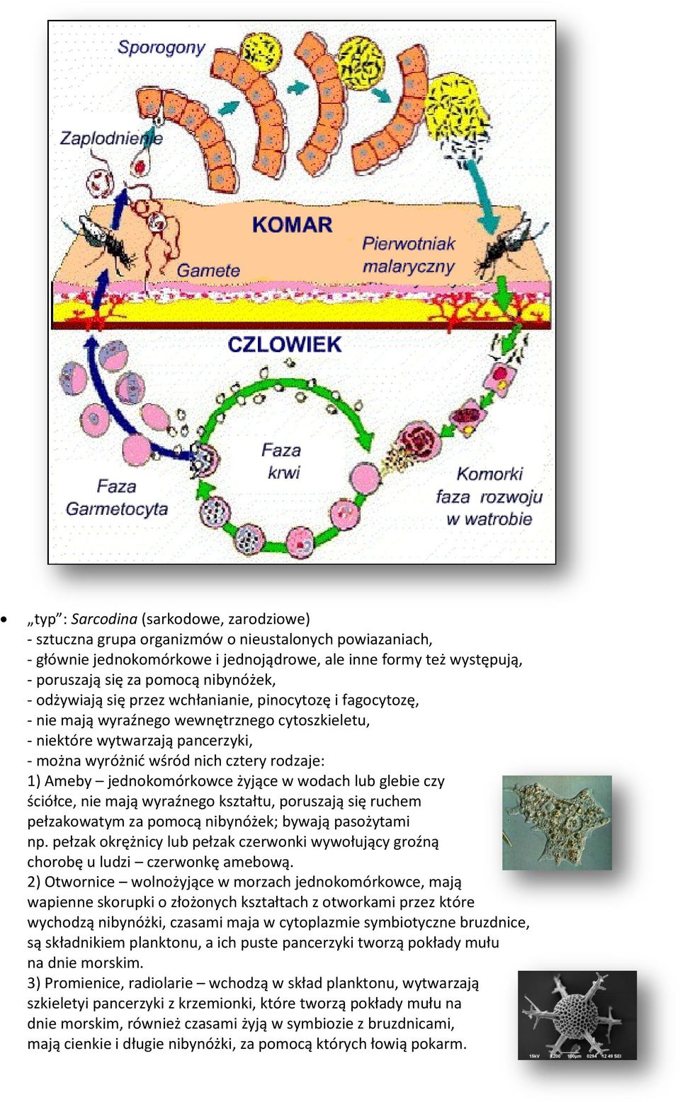1) Ameby jednokomórkowce żyjące w wodach lub glebie czy ściółce, nie mają wyraźnego kształtu, poruszają się ruchem pełzakowatym za pomocą nibynóżek; bywają pasożytami np.