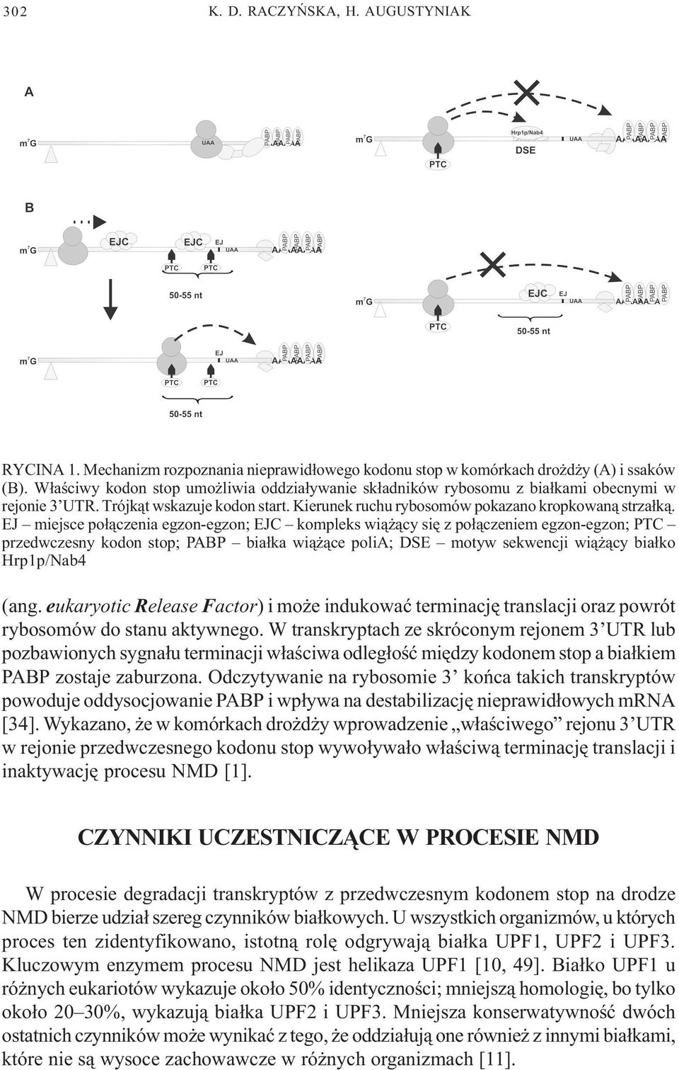 EJ miejsce po³¹czenia egzon-egzon; EJC kompleks wi¹ ¹cy siê z po³¹czeniem egzon-egzon; PTC przedwczesny kodon stop; PABP bia³ka wi¹ ¹ce polia; DSE motyw sekwencji wi¹ ¹cy bia³ko Hrp1p/Nab4 (ang.