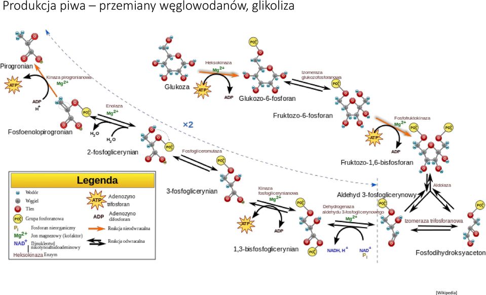 węglowodanów,