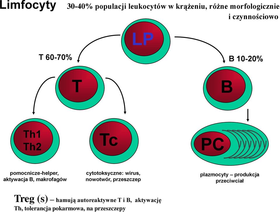 B, makrofagów cytotoksyczne: wirus, nowotwór, przeszczep plazmocyty produkcja