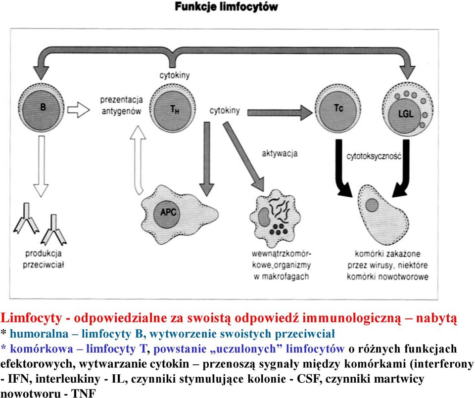 różnych funkcjach efektorowych, wytwarzanie cytokin przenoszą sygnały między komórkami