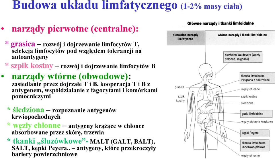 kooperacja T i B z antygenem, współdziałanie z fagocytami i komórkami pomocniczymi * śledziona rozpoznanie antygenów krwiopochodnych * węzły chłonne