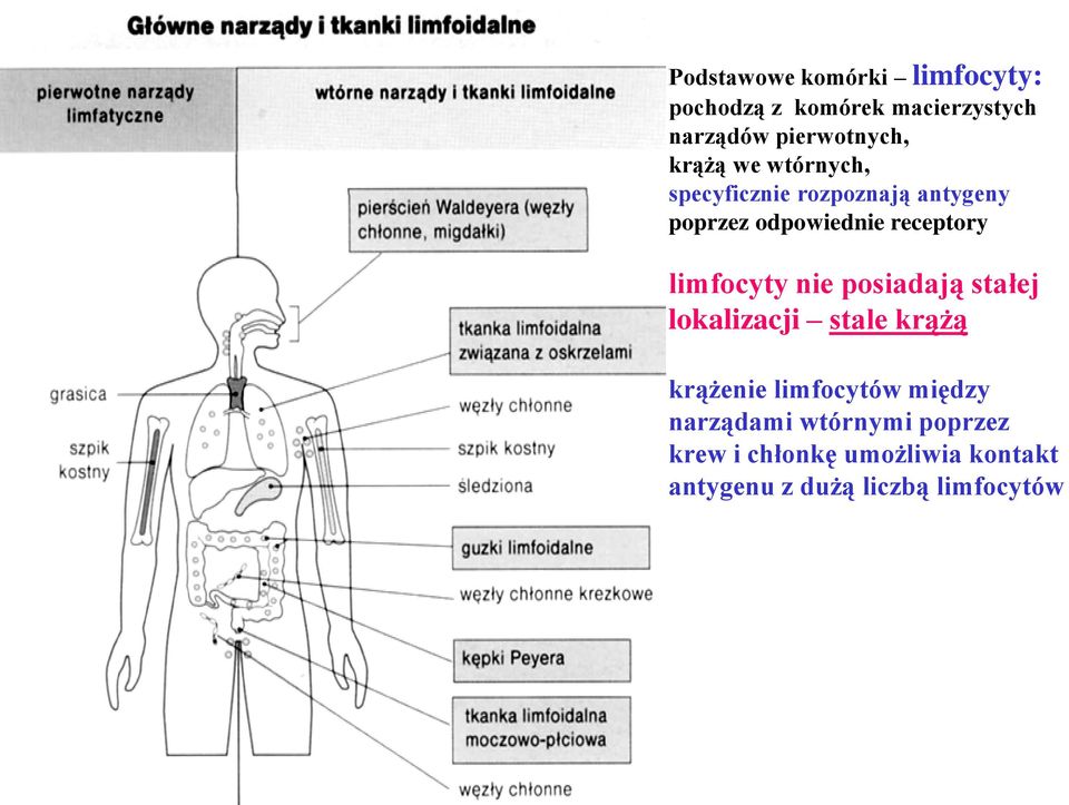 limfocyty nie posiadają stałej lokalizacji stale krążą krążenie limfocytów między