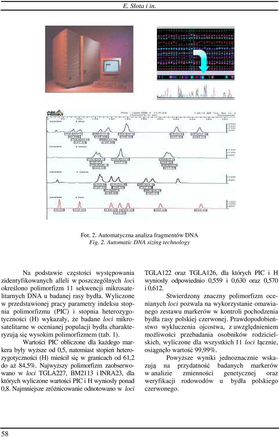 Automatic DNA sizing technology Na podstawie częstości występowania zidentyfikowanych alleli w poszczególnych loci określono polimorfizm 11 sekwencji mikrosatelitarnych DNA u badanej rasy bydła.