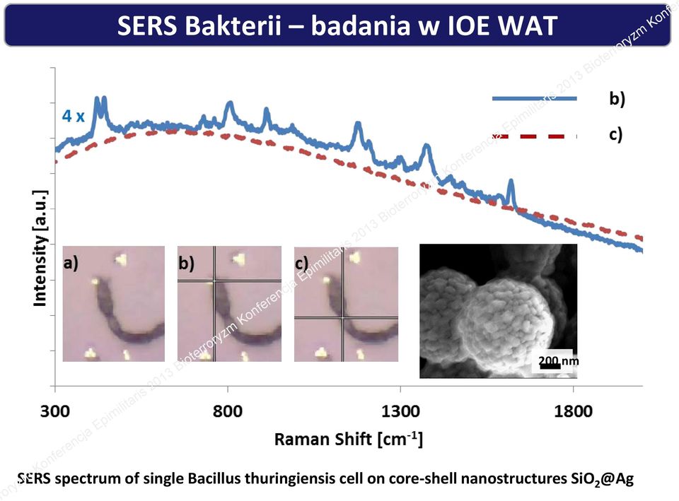 Bacillus thuringiensis cell on