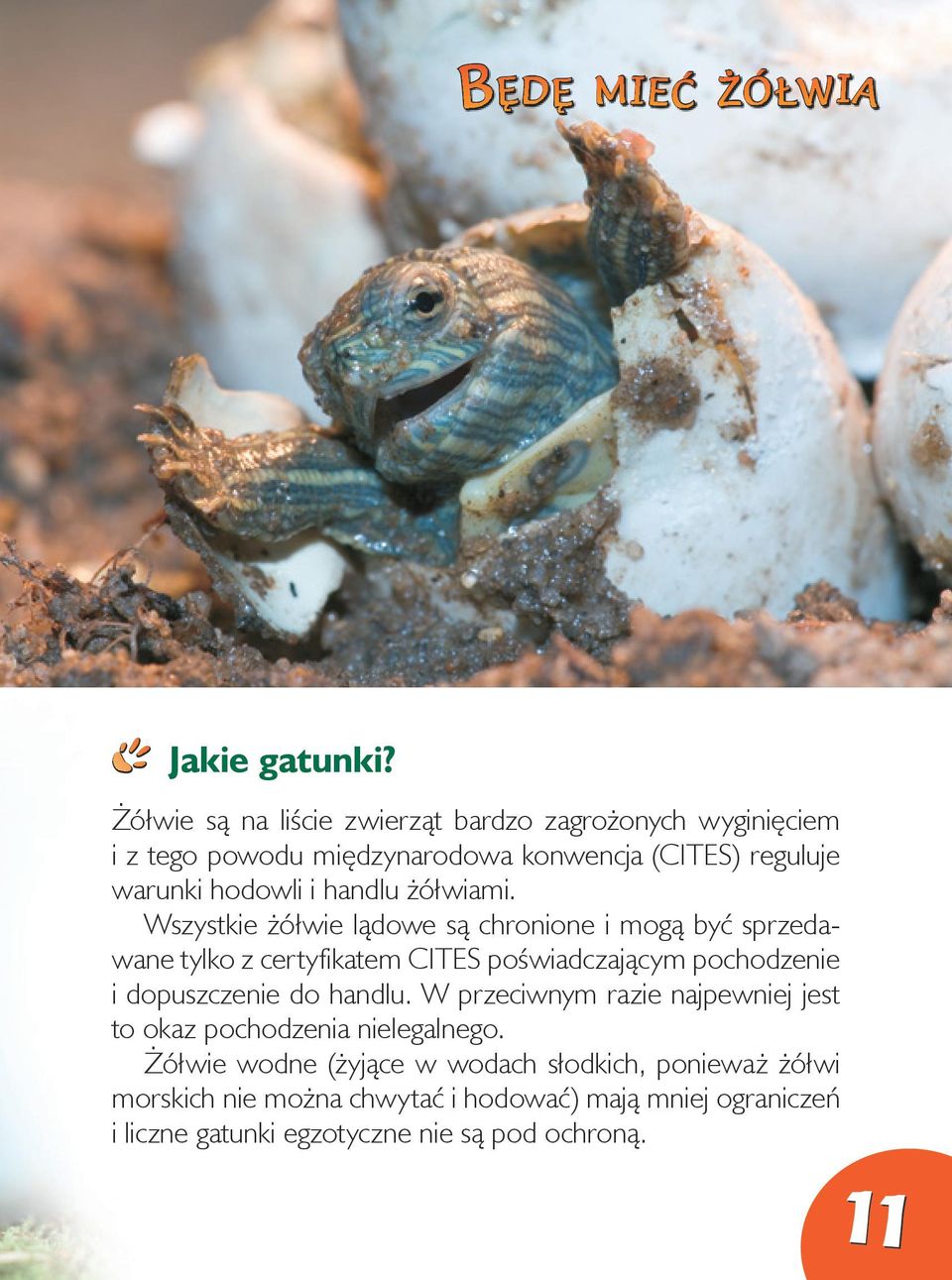 handlu żółwiami.