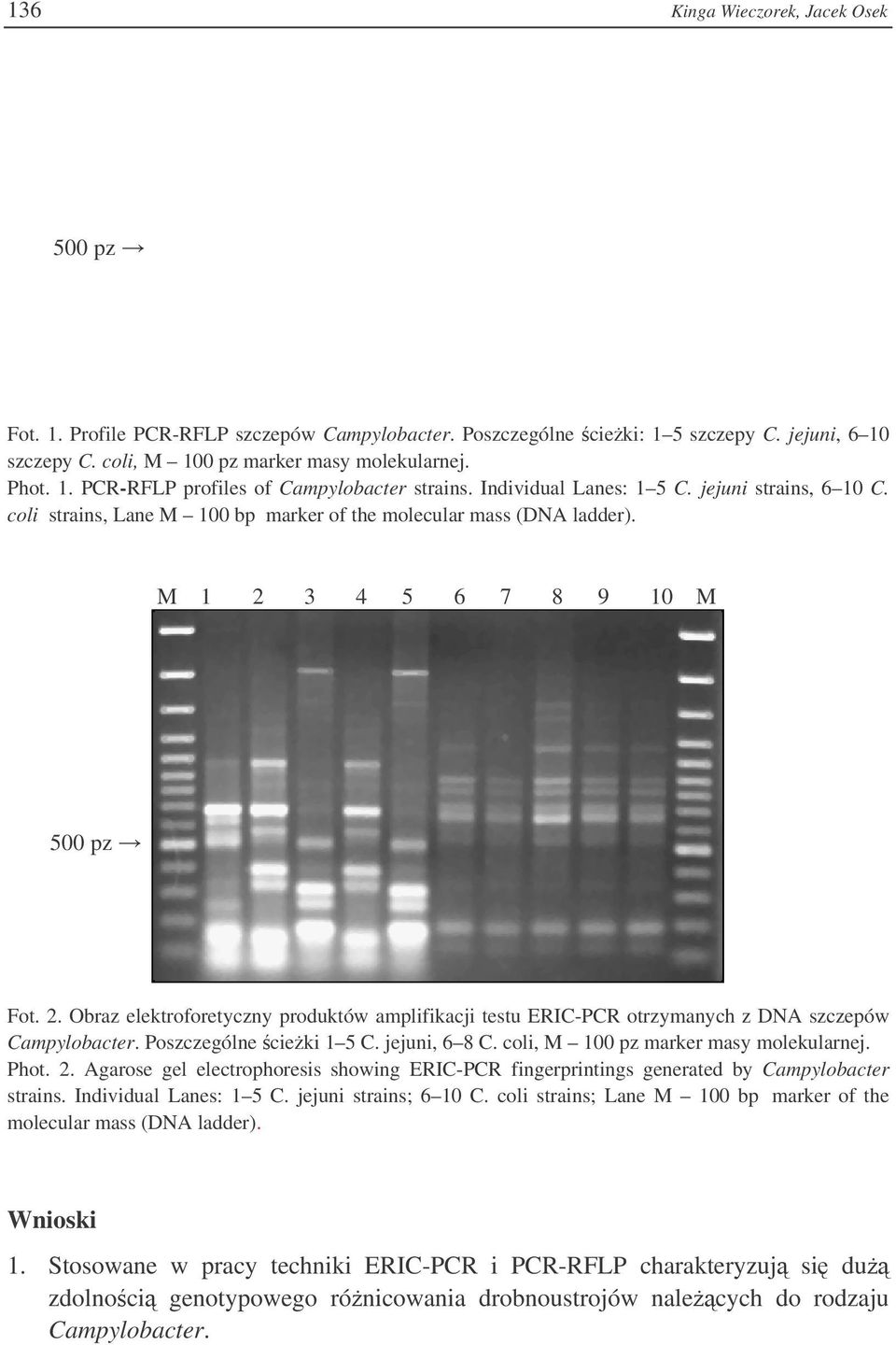 3 4 5 6 7 8 9 10 M 500 pz Fot. 2. Obraz elektroforetyczny produktów amplifikacji testu ERIC-PCR otrzymanych z DNA szczepów Campylobacter. Poszczególne cieki 1 5 C. jejuni, 6 8 C.