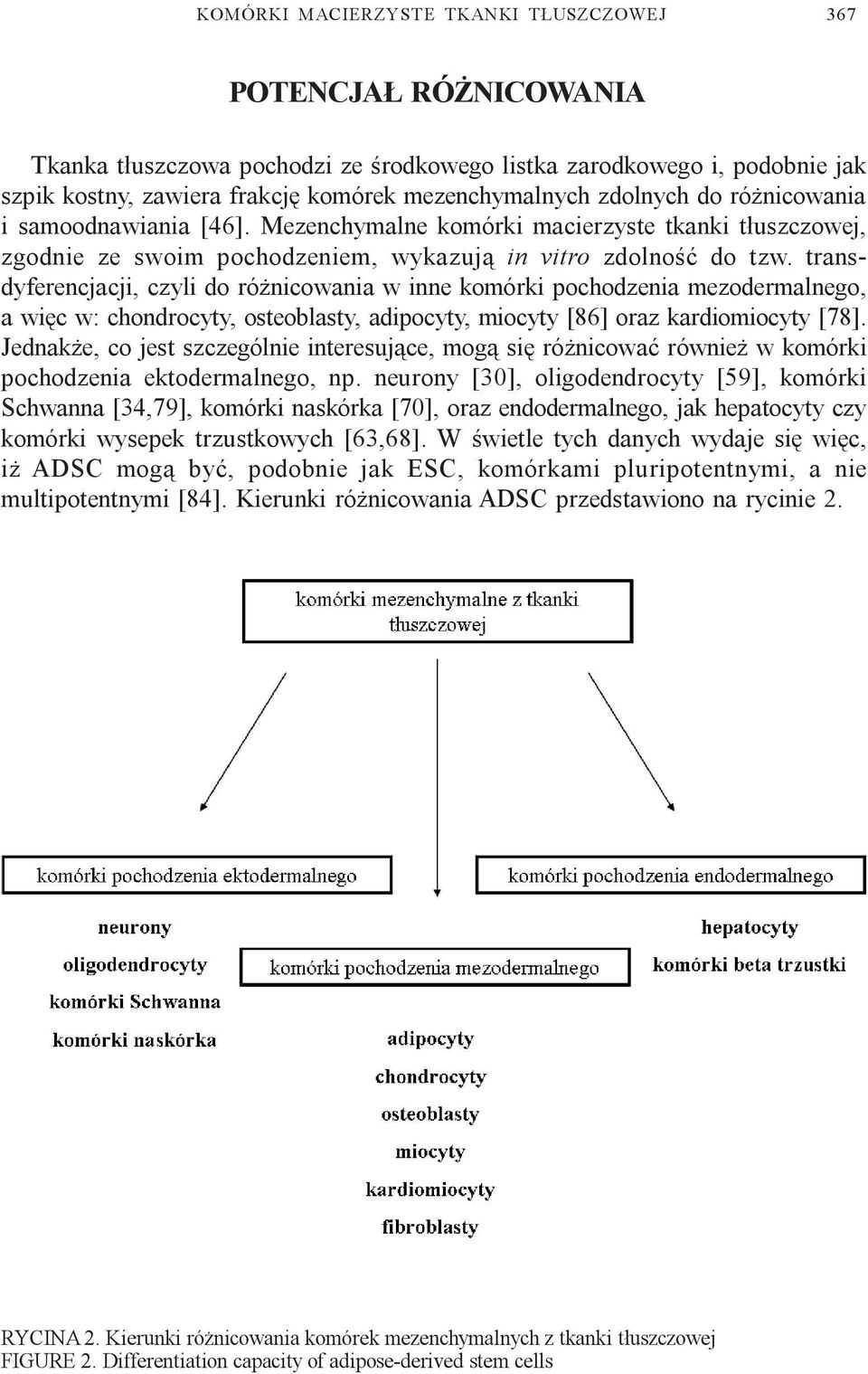 transdyferencjacji, czyli do ró nicowania w inne komórki pochodzenia mezodermalnego, a wiêc w: chondrocyty, osteoblasty, adipocyty, miocyty [86] oraz kardiomiocyty [78].