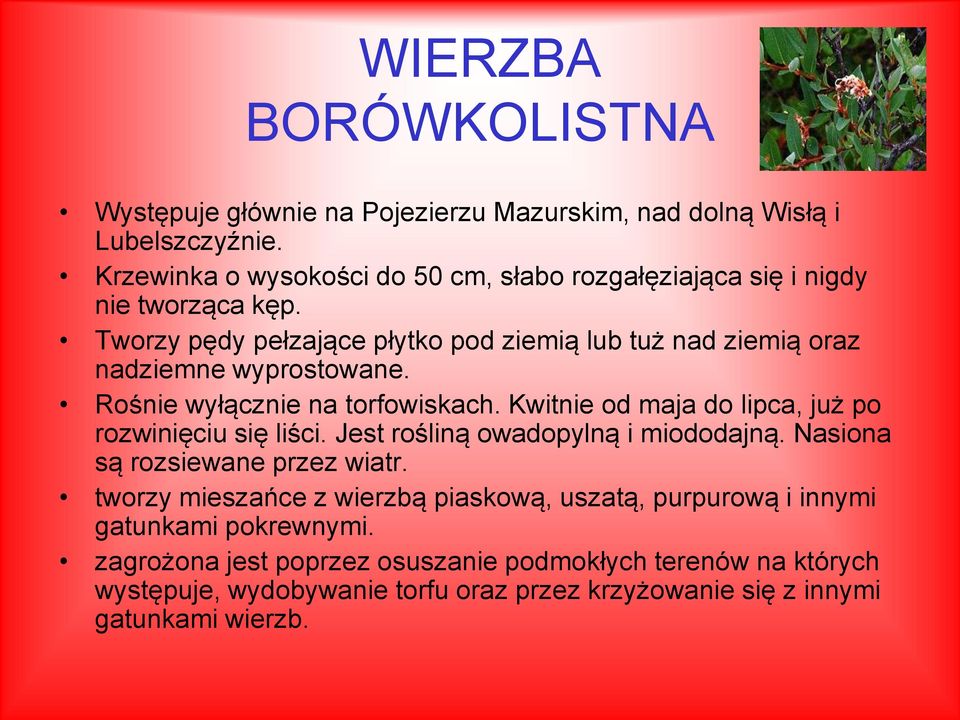 Tworzy pędy pełzające płytko pod ziemią lub tuż nad ziemią oraz nadziemne wyprostowane. Rośnie wyłącznie na torfowiskach.