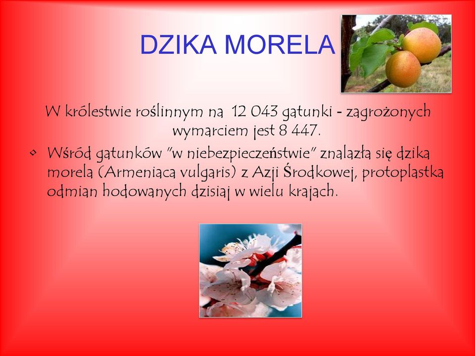 Wśród gatunków "w niebezpieczeństwie" znalazła się dzika