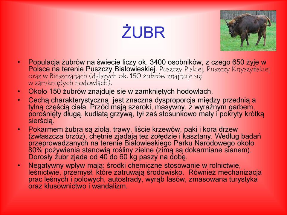 Przód mają szeroki, masywny, z wyraźnym garbem, porośnięty długą, kudłatą grzywą, tył zaś stosunkowo mały i pokryty krótką sierścią.