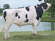 MILLION 7HO08165 England-Ammon Million-ET *TR *TV *TL *TD USA61547476 100 HF Czarno-Biały (USA) data urodzenia 30.04.03 Visser Million 659-Grade Regancrest-HHF Maya-ET VG-85 2-04 3X 365d 11,018 kgm 4.