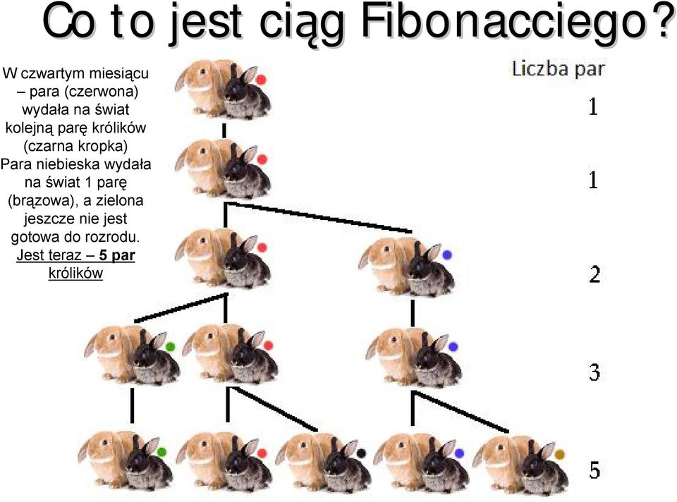 parę królików (czarna kropka) Para niebieska wydała na