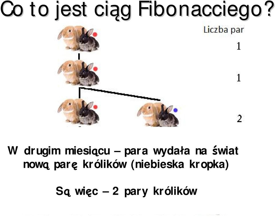 świat nową parę królików