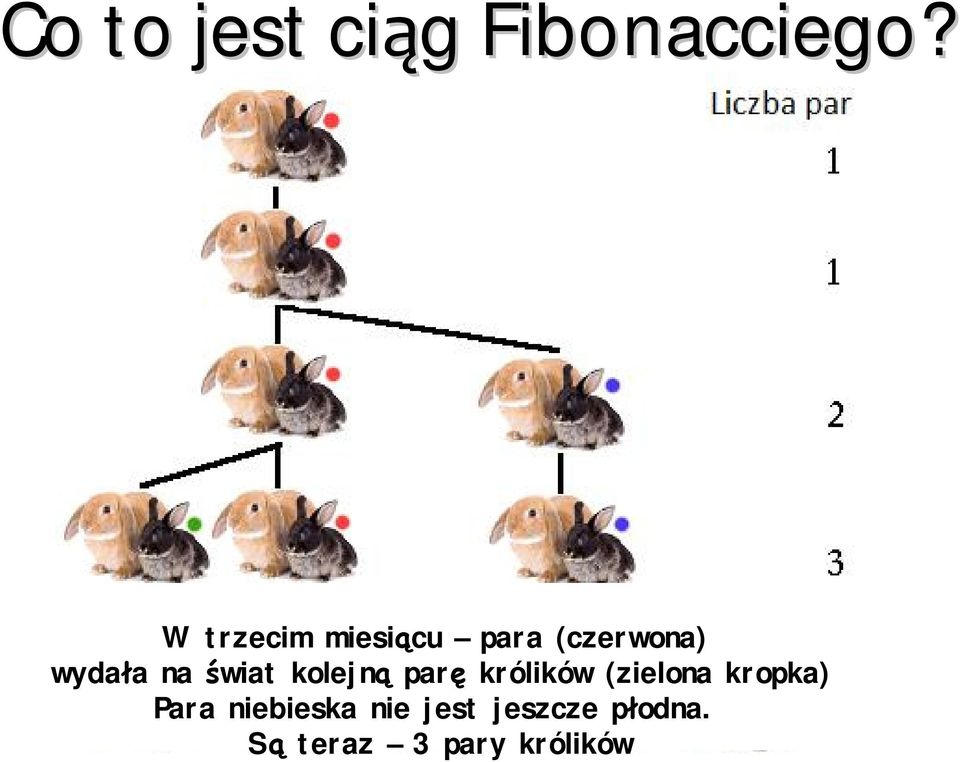 świat kolejną parę królików (zielona kropka)