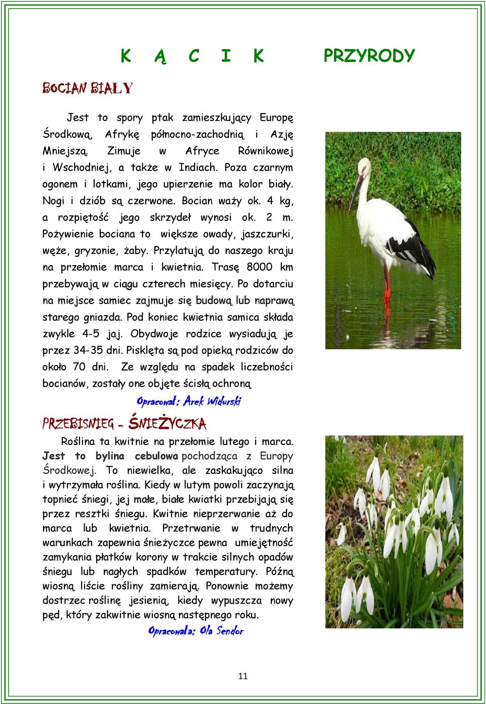 Pożywienie bociana to większe owady, jaszczurki, węże, gryzonie, żaby. Przylatują do naszego kraju na przełomie marca i kwietnia. Trasę 8000 km przebywają w ciągu czterech miesięcy.