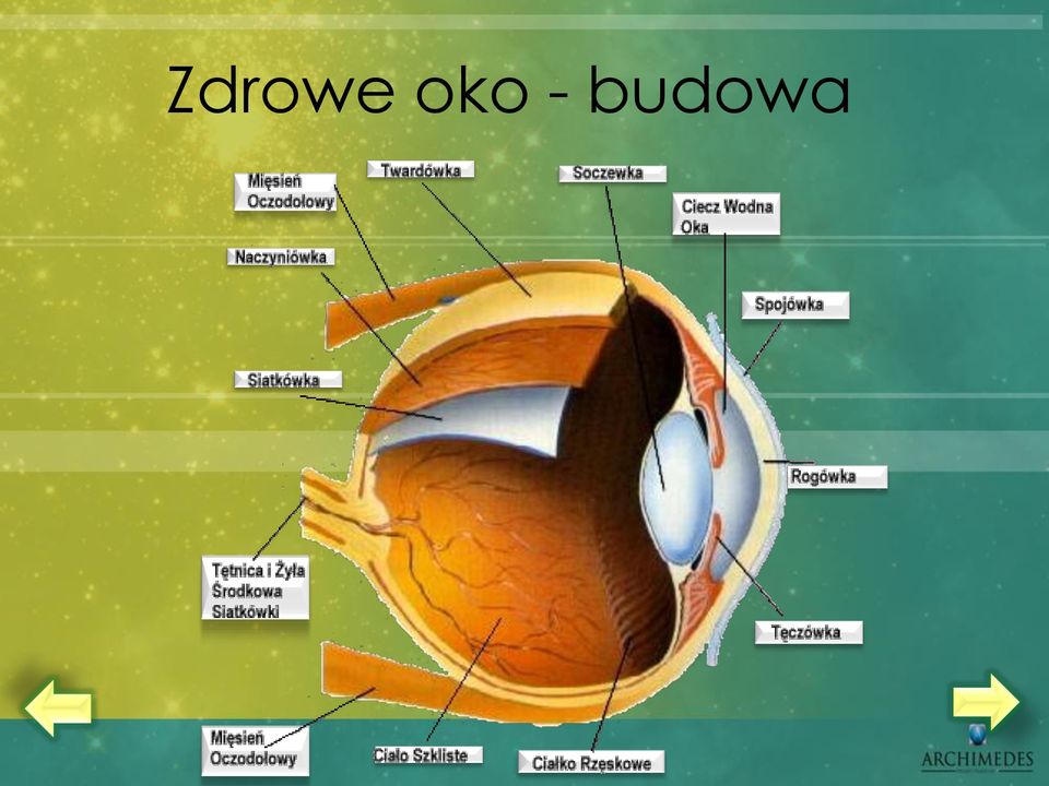 budowa