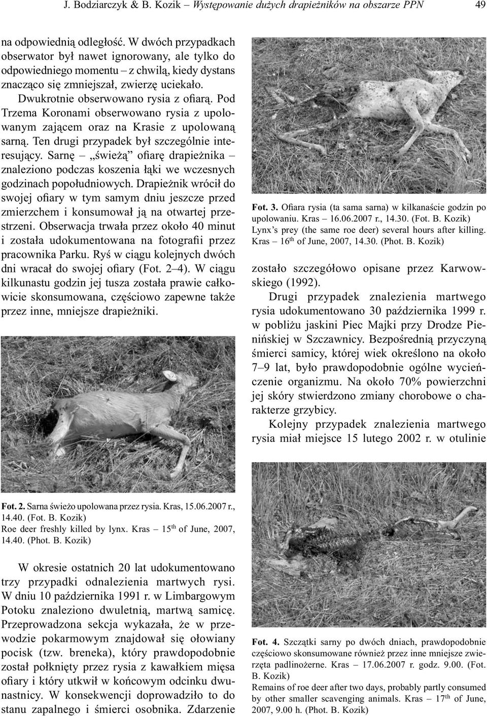Pod Trzema Koronami obserwowano rysia z upolowanym zającem oraz na Krasie z upolowaną sarną. Ten drugi przypadek był szczególnie interesujący.
