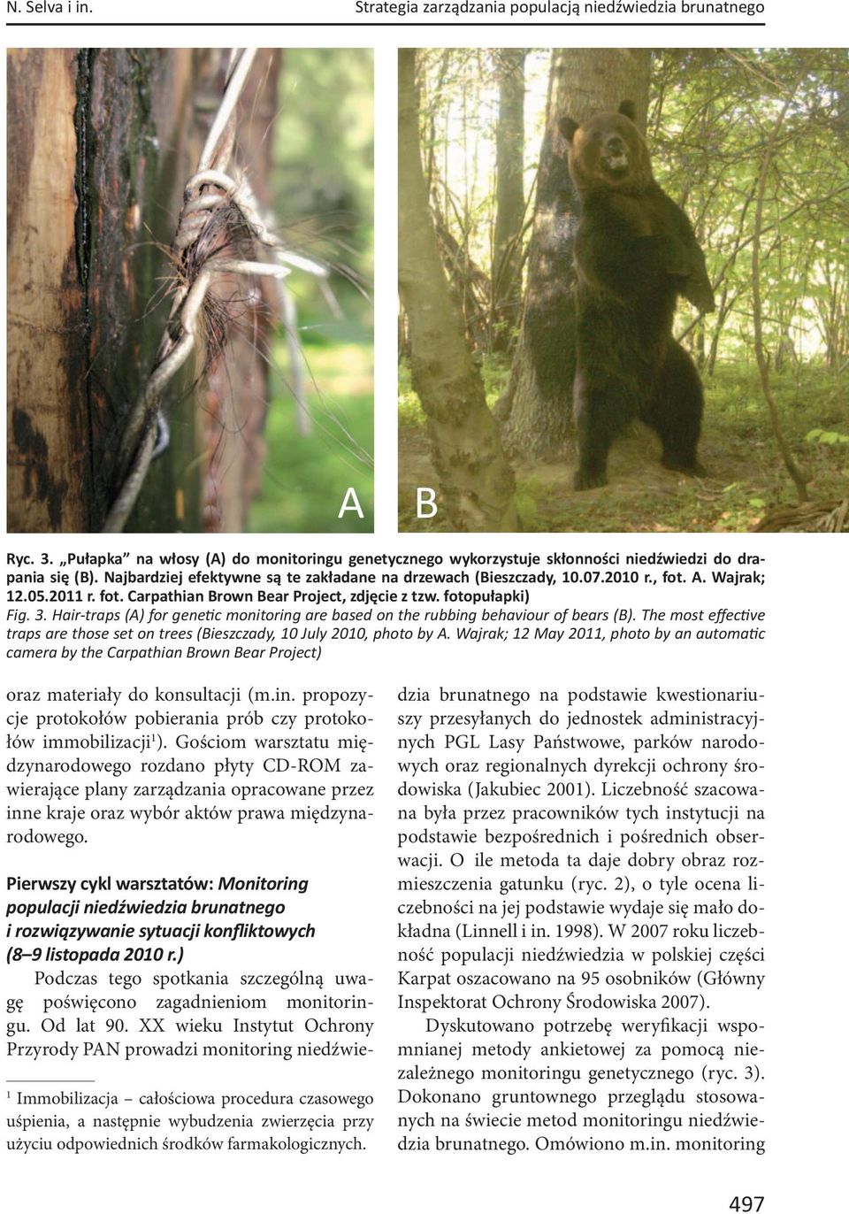 Hair-traps (A) for gene c monitoring are based on the rubbing behaviour of bears (B). The most effec ve traps are those set on trees (Bieszczady, 10 July 2010, photo by A.