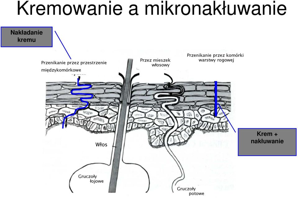 mieszek włosowy Przenikanie przez komórki warstwy