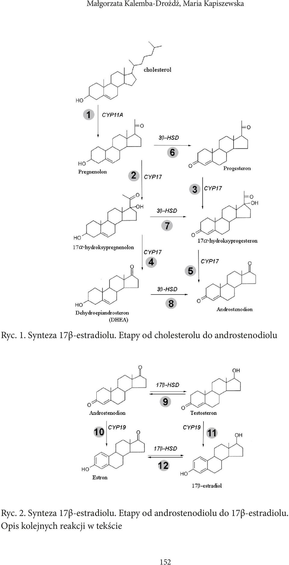 Etapy od cholesterolu do androstenodiolu Ryc. 2.