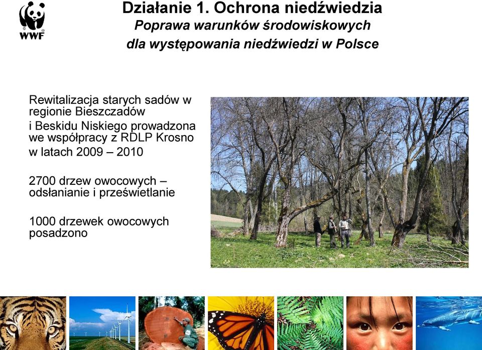 niedźwiedzi w Polsce Rewitalizacja starych sadów w regionie Bieszczadów i