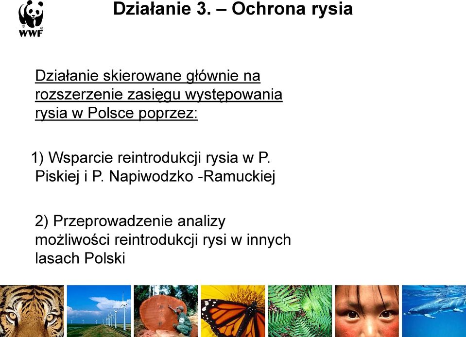 występowania rysia w Polsce poprzez: 1) Wsparcie reintrodukcji