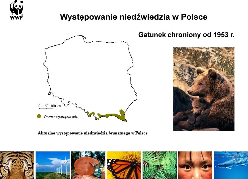 Polsce Gatunek