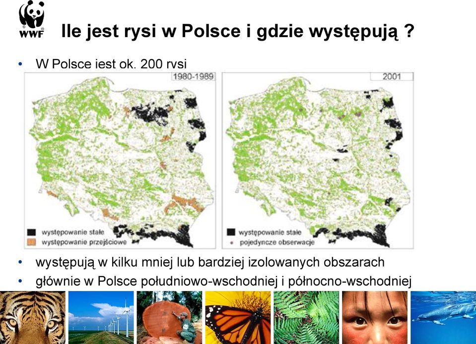 200 rysi występują w kilku mniej lub bardziej