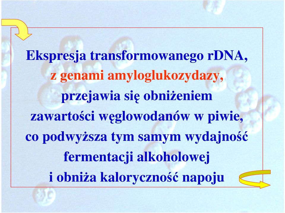 zawartości węglowodanów w piwie, co podwyższa tym