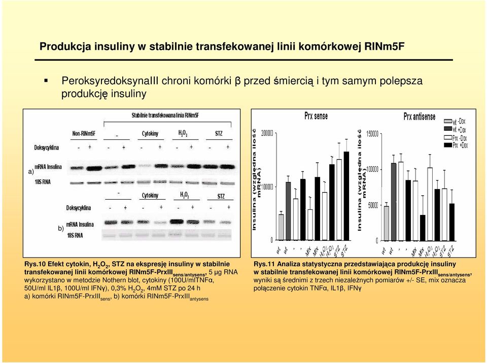 (100U/mlTNFα, 50U/ml IL1β, 100U/ml IFNγ), 0,3% H 2 O 2, 4mM STZ po 24 h a) komórki RINm5F-PrxIII sens, b) komórki RINm5F-PrxIII antysens Rys.