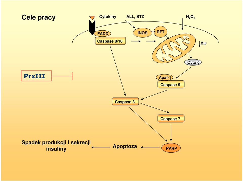 Apaf-1 Caspase 9 Caspase 3 Caspase 7