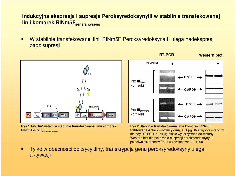 2 Stabilnie transfekowana linia komórek RINm5F traktowana 4 dni +/- doxycykliną, a) 1 µg RNA wykorzystano do metody RT-PCR, b) 50 µg białka wykorzystano do metody