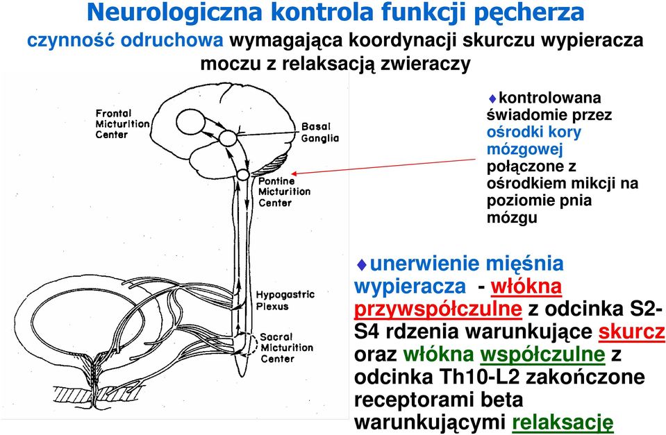 poziomie pnia mózgu unerwienie mięśnia wypieracza - włókna przywspółczulne z odcinka S2- S4 rdzenia