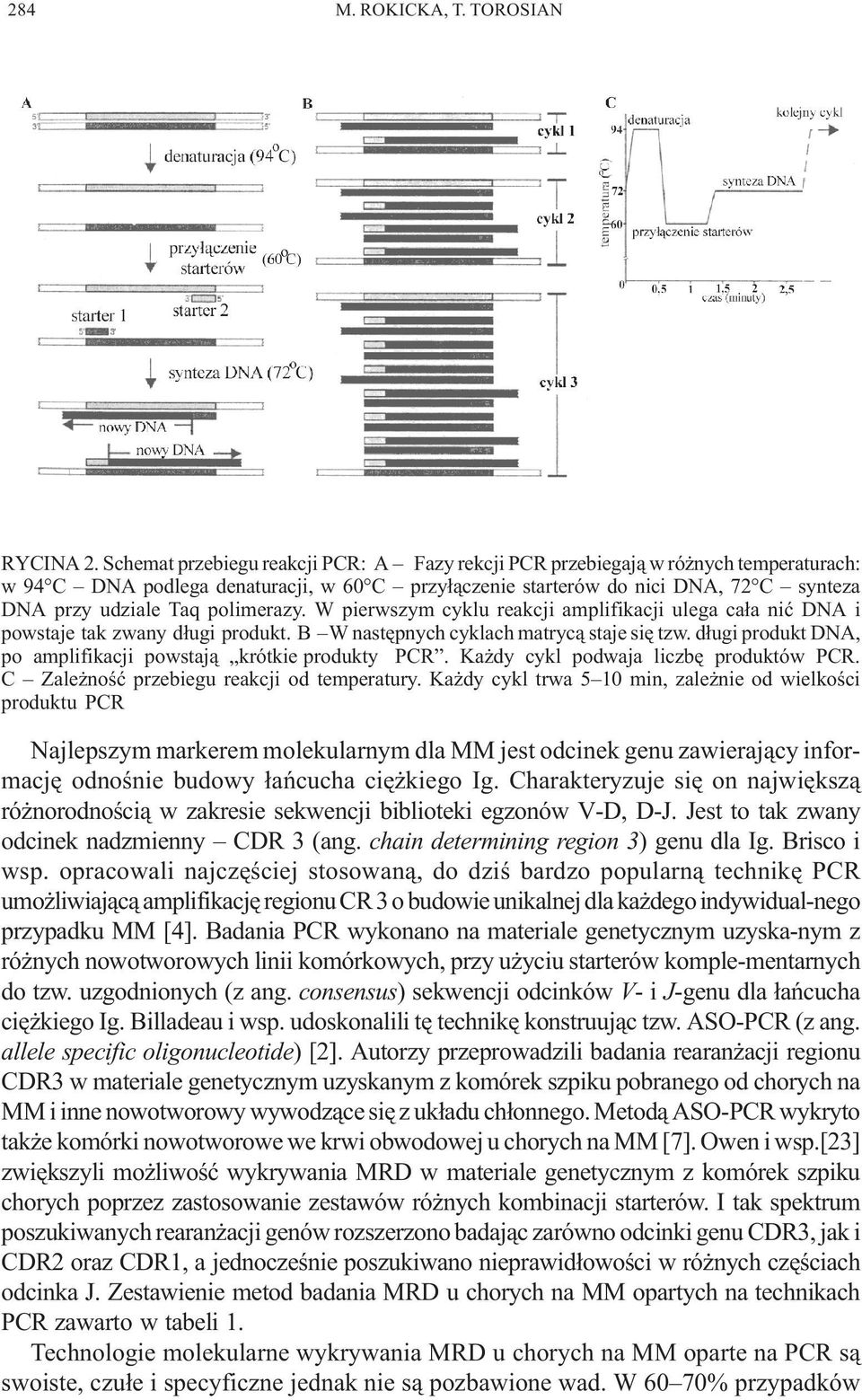 polimerazy. W pierwszym cyklu reakcji amplifikacji ulega ca³a niæ DNA i powstaje tak zwany d³ugi produkt. B W nastêpnych cyklach matryc¹ staje siê tzw.