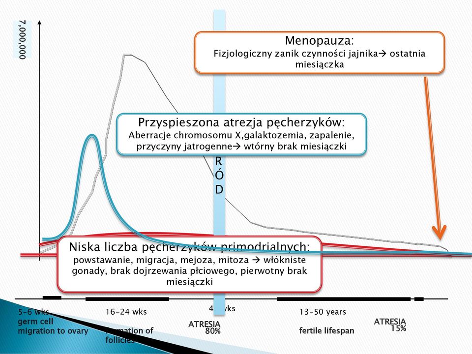 primodrialnych: powstawanie, migracja, mejoza, mitoza włókniste gonady, brak dojrzewania płciowego, pierwotny brak