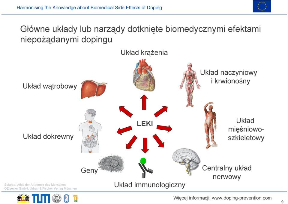 Układ mięśniowoszkieletowy Sobotta: Atlas der Anatomie des Menschen Elsevier