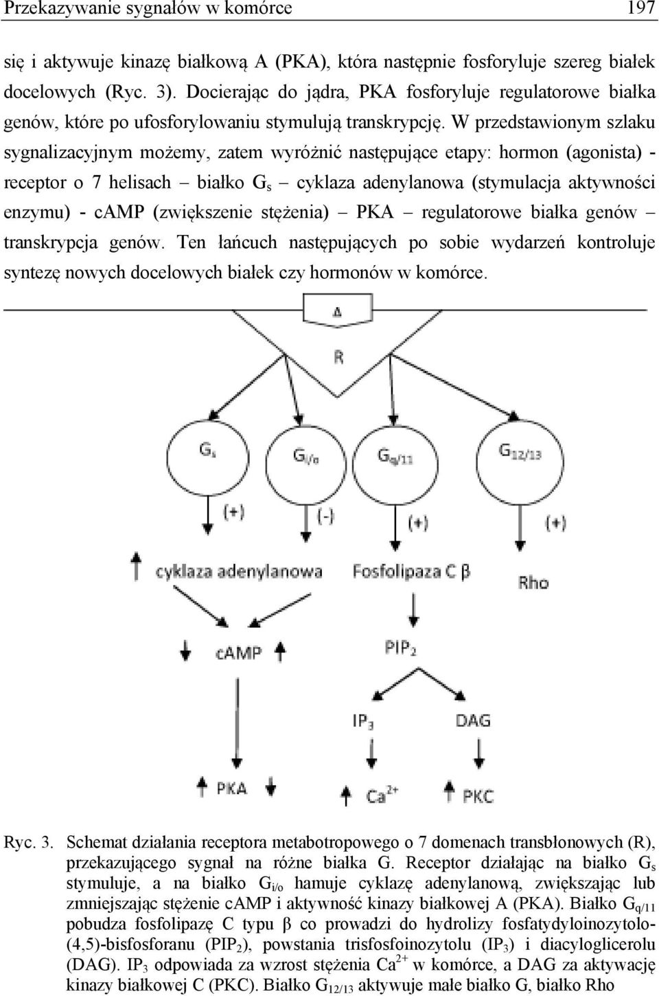 W przedstawionym szlaku sygnalizacyjnym możemy, zatem wyróżnić następujące etapy: hormon (agonista) - receptor o 7 helisach białko G s cyklaza adenylanowa (stymulacja aktywności enzymu) - camp