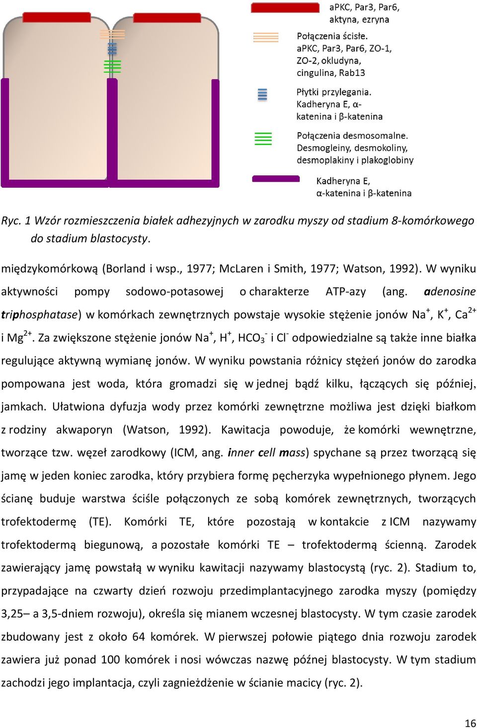 Za zwiększone stężenie jonów Na +, H +, HCO 3 - i Cl - odpowiedzialne są także inne białka regulujące aktywną wymianę jonów.