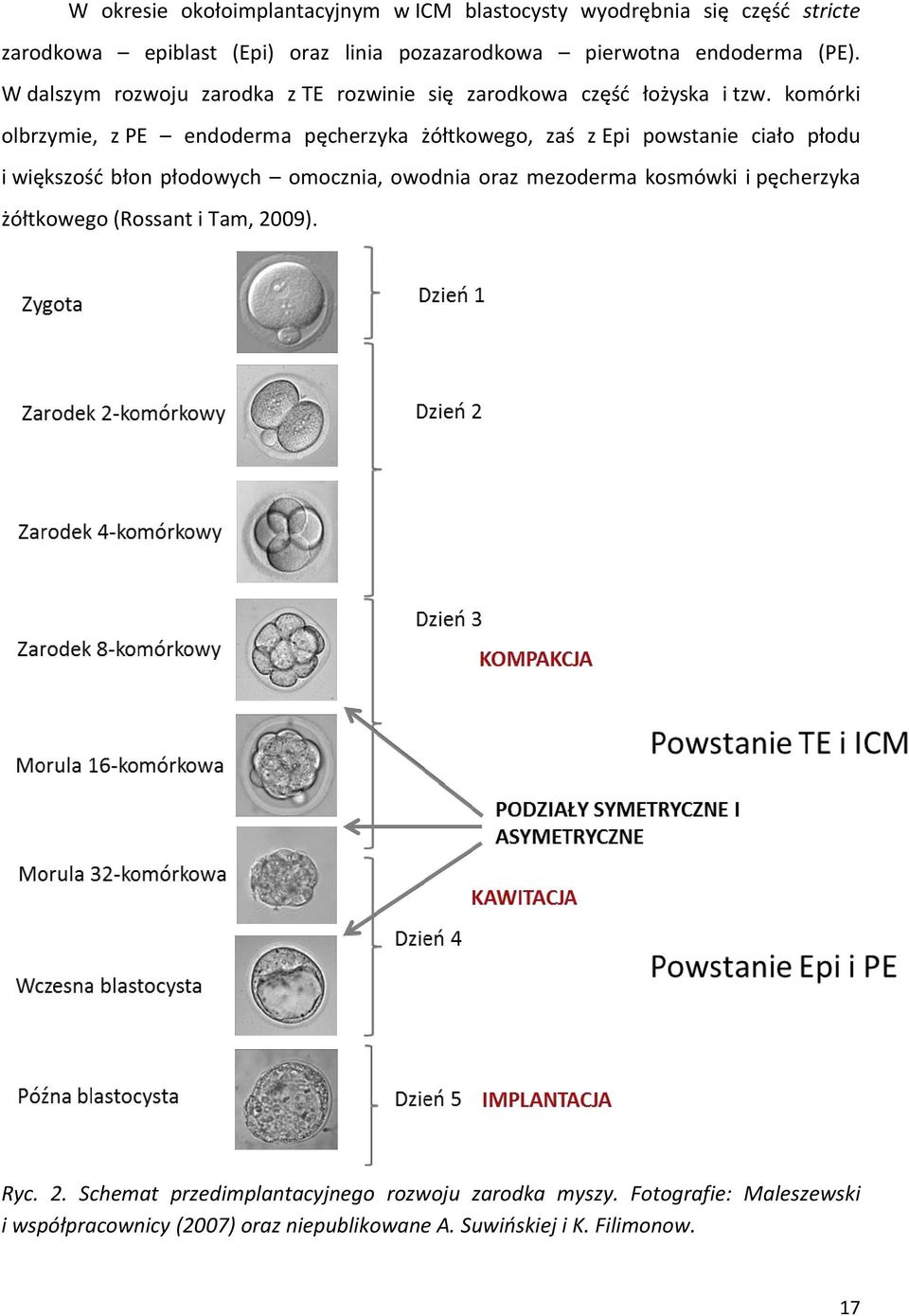 komórki olbrzymie, z PE endoderma pęcherzyka żółtkowego, zaś z Epi powstanie ciało płodu i większość błon płodowych omocznia, owodnia oraz mezoderma