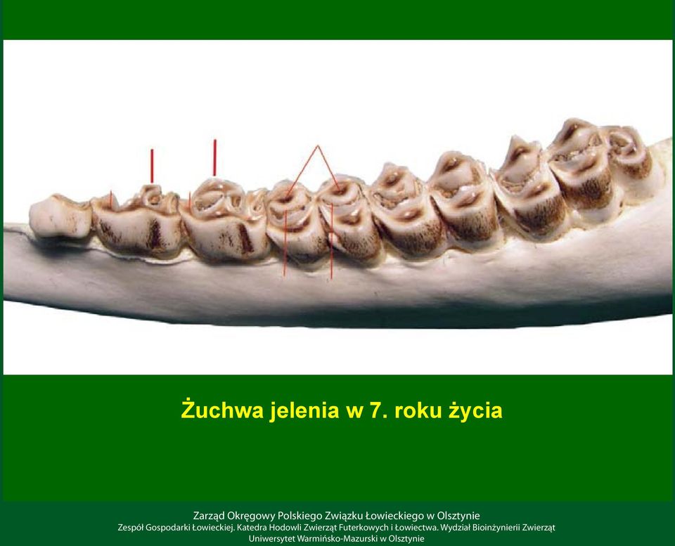 7. roku