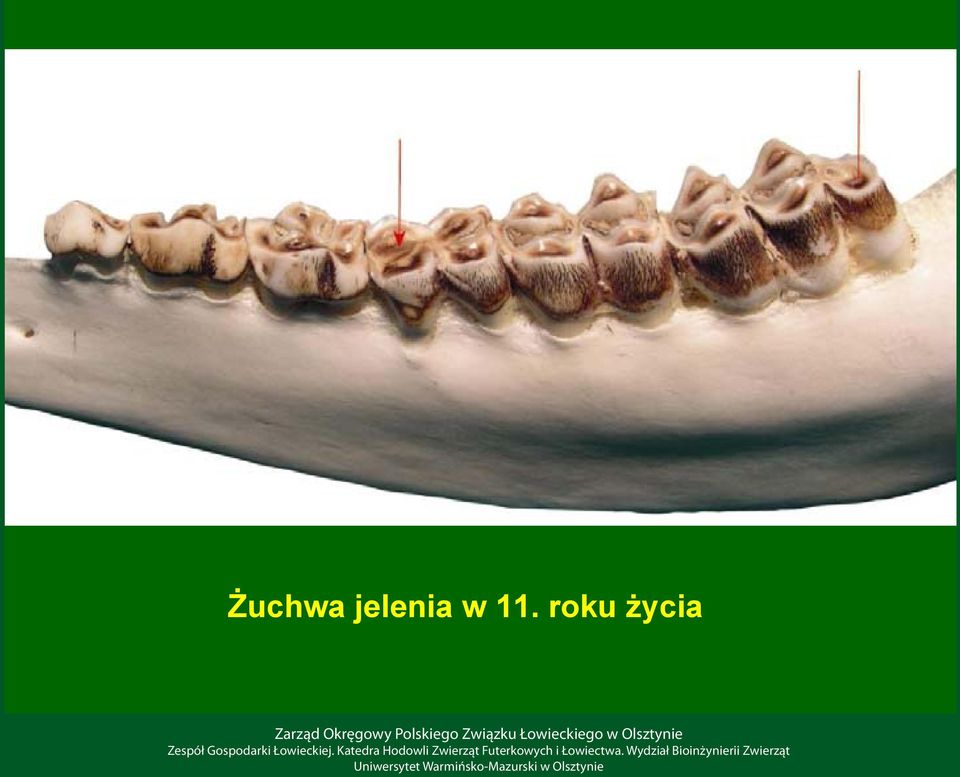 11. roku