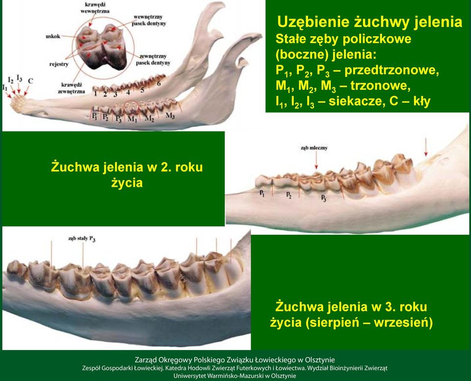 trzonowe, I 1, I 2, I 3 siekacze, C kły Żuchwa jelenia w