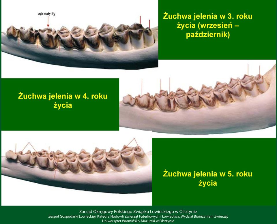 październik) Żuchwa jelenia