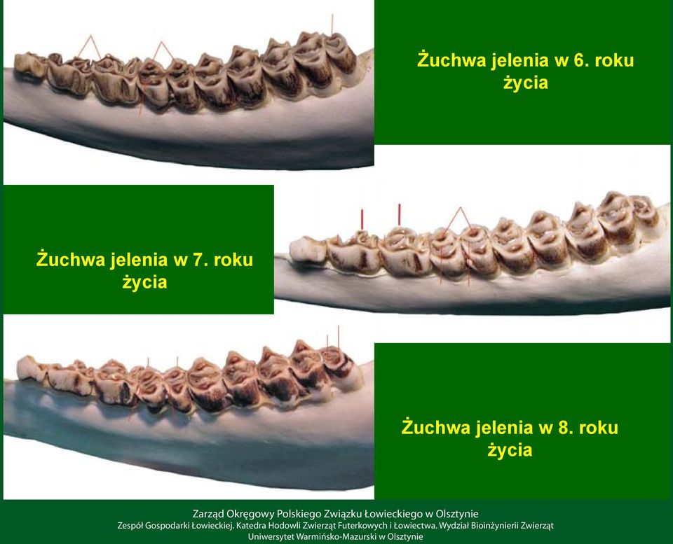 jelenia w 7.