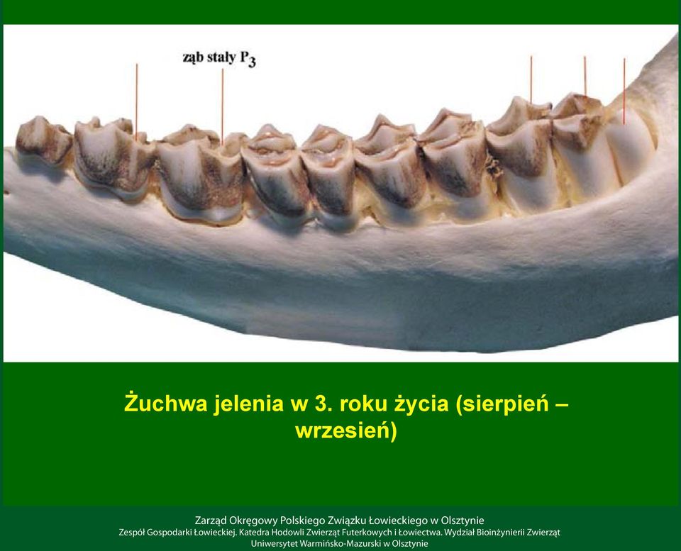 roku życia