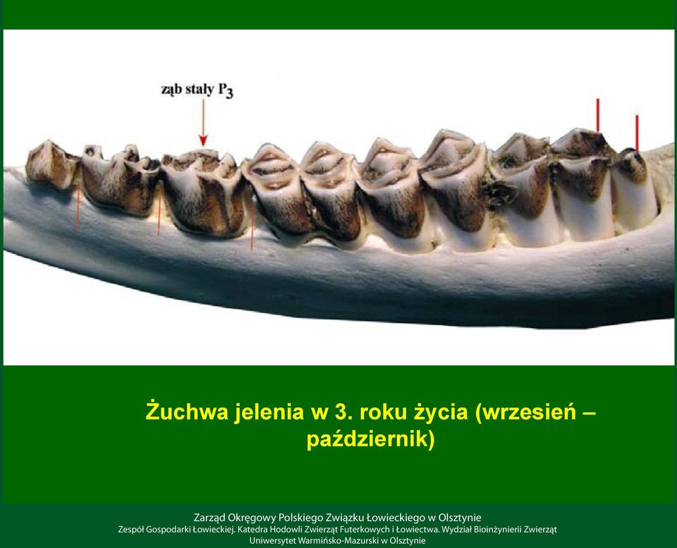 roku życia